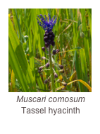 ￼Muscari comosum
Tassel hyacinth