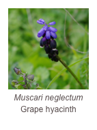 ￼Muscari neglectum
Grape hyacinth