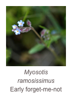 ￼Myosotis ramosissimus
Early forget-me-not