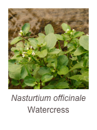 ￼Nasturtium officinale
Watercress