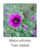 ￼Malva arborea
Tree mallow