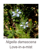 ￼Nigella damascena
Love-in-a-mist