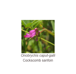 ￼Onobrychis caput-galli
Cockscomb sanfoin