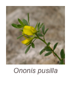 ￼Ononis pusilla 
