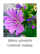 ￼Malva sylvestris
Common mallow