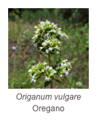 ￼Origanum vulgare
Oregano
