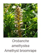 ￼Orobanche amethystea
Amethyst broomrape