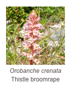 ￼Orobanche crenata
Thistle broomrape