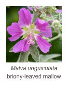 ￼Malva unguiculata
briony-leaved mallow