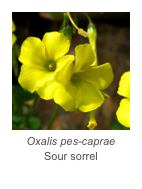 ￼Oxalis pes-caprae
Sour sorrel