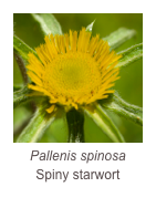 ￼Pallenis spinosa 
Spiny starwort