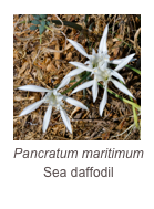 ￼Pancratum maritimum
Sea daffodil