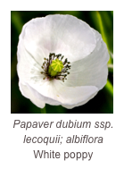￼Papaver dubium ssp. lecoquii; albiflora
White poppy