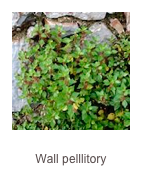 ￼Parietaria judaica
Wall pelllitory