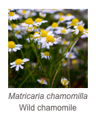 ￼Matricaria chamomilla
Wild chamomile