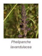 ￼Phelipanche lavandulacea