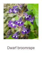 ￼Phelipanche muteli
Dwarf broomrape