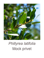 ￼Phillyrea latifolia
Mock privet