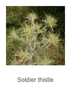 ￼Picnomon acarna
Soldier thistle