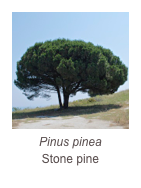 ￼Pinus pinea
Stone pine