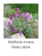 ￼Matthiola incana
Hoary stock