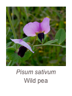 ￼Pisum sativum 
Wild pea