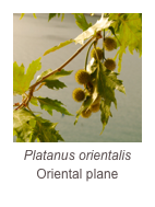 ￼Platanus orientalis
Oriental plane