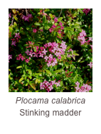 ￼Plocama calabrica
Stinking madder