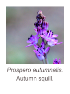 ￼Prospero autumnalis.
Autumn squill.
