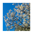 ￼Prunus dulcis
Almond