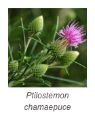 ￼Ptilostemon chamaepuce