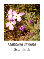 ￼Matthiola sinuata
Sea stock