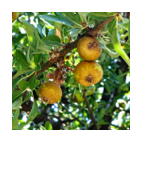 ￼Pyrus spinosa
Wild pear