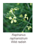 ￼Raphanus raphanistrum
Wild radish