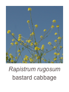 ￼Rapistrum rugosum
bastard cabbage