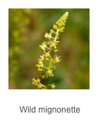 ￼Reseda lutea
Wild mignonette