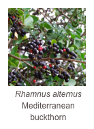 ￼Rhamnus alternus
Mediterranean buckthorn