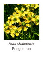￼Ruta chalpensis
Fringed rue