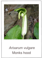 ￼
 Arisarum vulgare Monks hood