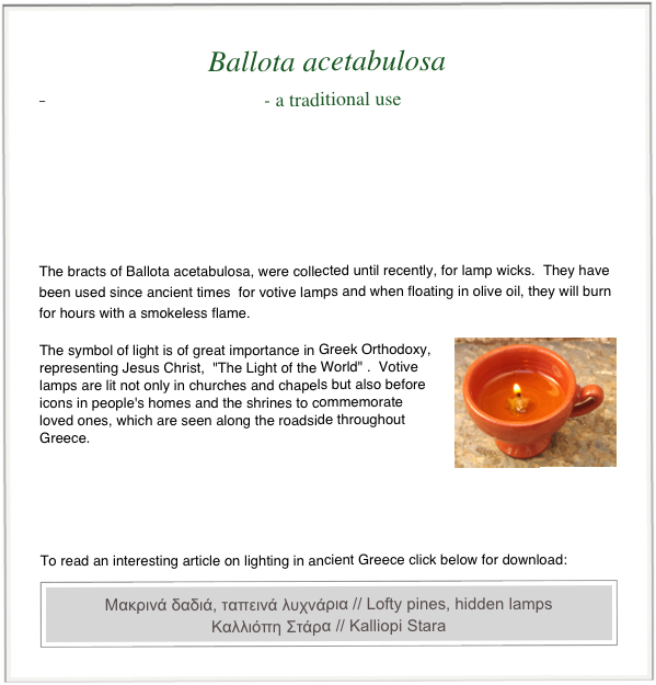 Ballota acetabulosa
- a traditional use


 


The bracts of Ballota acetabulosa, were collected until recently, for lamp wicks.  They have been used since ancient times  for votive lamps and when floating in olive oil, they will burn for hours with a smokeless flame. 
￼
The symbol of light is of great importance in Greek Orthodoxy, representing Jesus Christ,  "The Light of the World" .  Votive lamps are lit not only in churches and chapels but also before icons in people's homes and the shrines to commemorate loved ones, which are seen along the roadside throughout Greece.






To read an interesting article on lighting in ancient Greece click below for download￼: