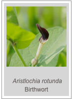 ￼
 Aristlochia rotunda Birthwort