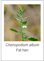 ￼Chenopodium album
Fat hen