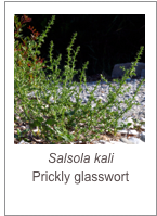 ￼Salsola kali
Prickly glasswort