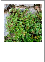 ￼Parietaria judaica
Wall pelllitory