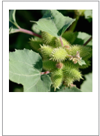 ￼Xanthium strumarium
Common cocklebur