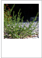 Salsola kali
Prickly glasswort