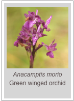 ￼Anacamptis morio
Green winged orchid