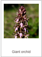 Himantoglossum robertianum
Giant orchid