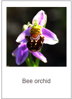 ￼Ophrys apifera
Bee orchid
