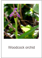 ￼Ophrys scolopax
Woodcock orchid